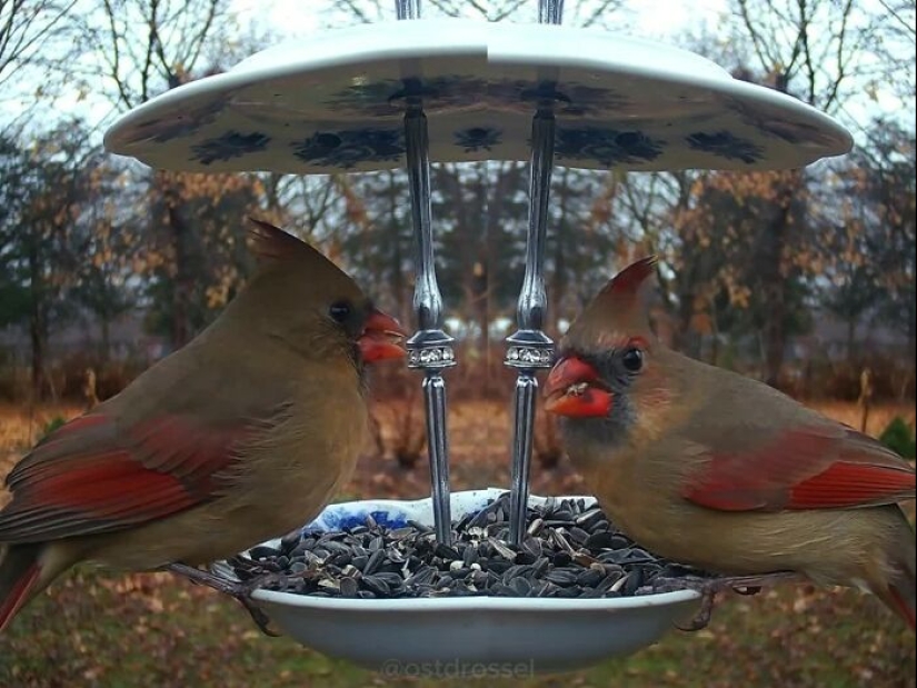 This Curious Woman Installed A Bird Feeder Camera To See Who Stopped By