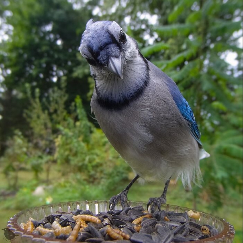 This Curious Woman Installed A Bird Feeder Camera To See Who Stopped By