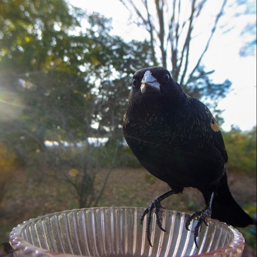 This Curious Woman Installed A Bird Feeder Camera To See Who Stopped By