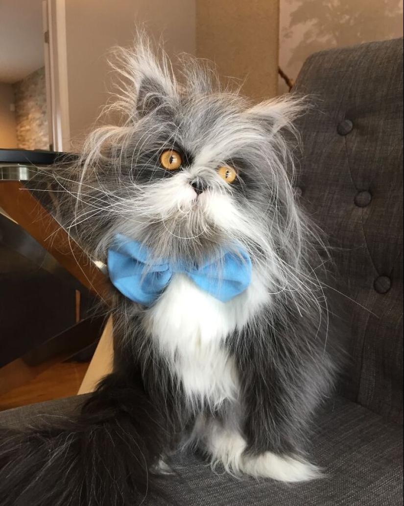 This Unique-Looking Cat Has Captured The Hearts Of Thousands Of People Worldwide