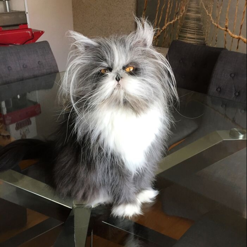 This Unique-Looking Cat Has Captured The Hearts Of Thousands Of People Worldwide