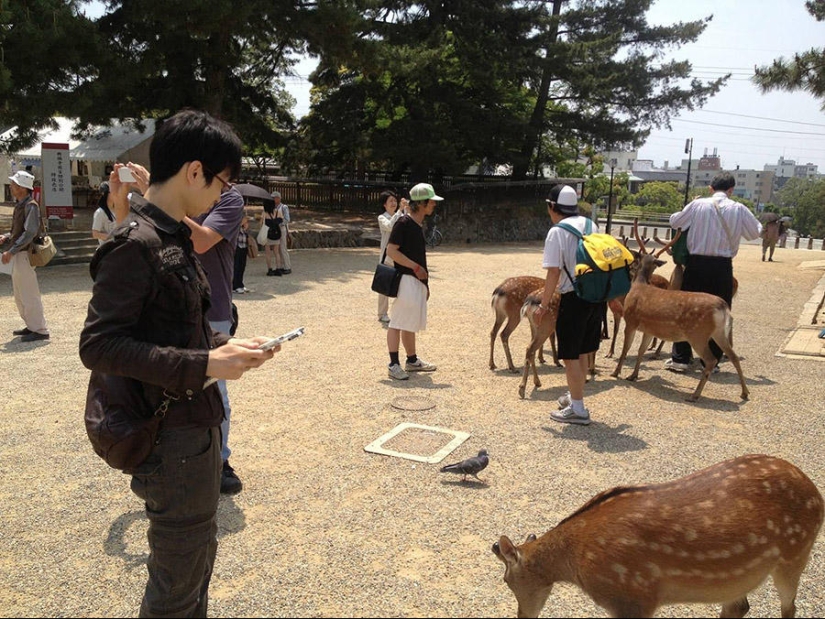 Thousands of Deer Flood the Streets of Japan&#39;s Nara