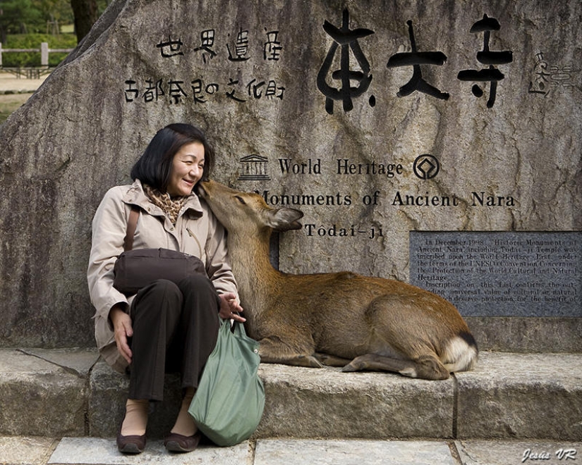 Thousands of Deer Flood the Streets of Japan&#39;s Nara