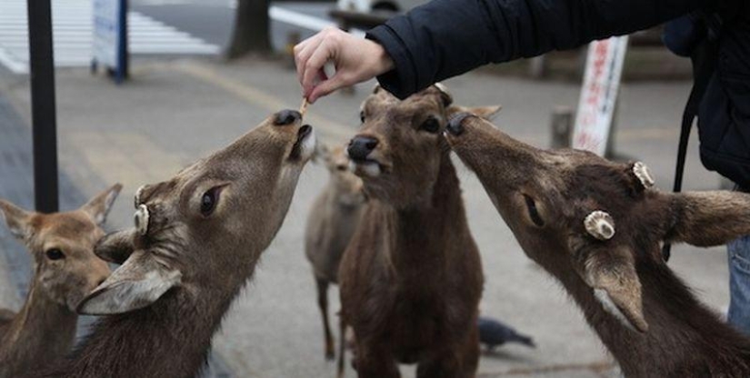 Thousands of Deer Flood the Streets of Japan&#39;s Nara