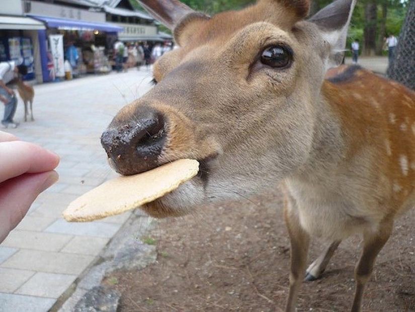 Thousands of Deer Flood the Streets of Japan&#39;s Nara