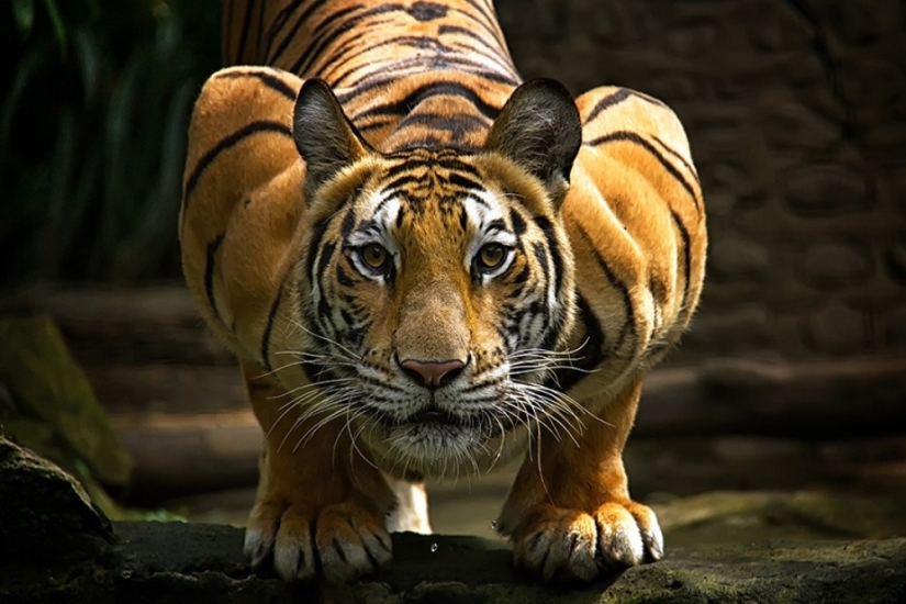 Tigers and their wild animal magnetism