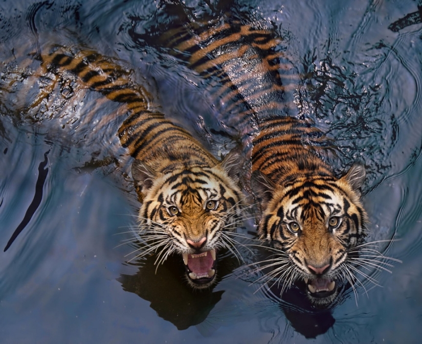 Tigers and their wild animal magnetism