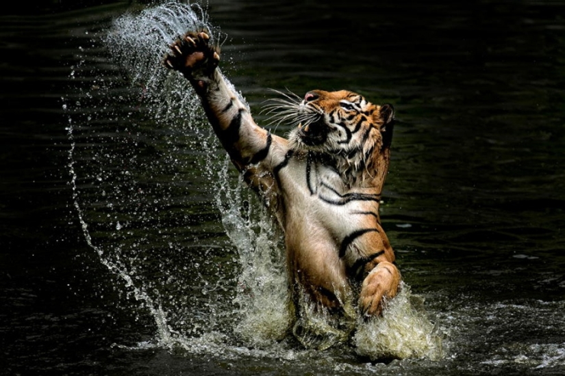 Tigers and their wild animal magnetism