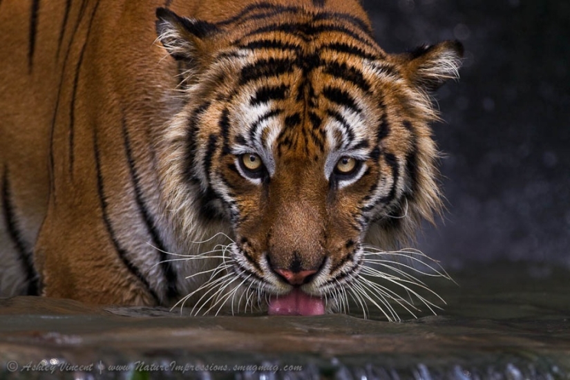 Tigers and their wild animal magnetism