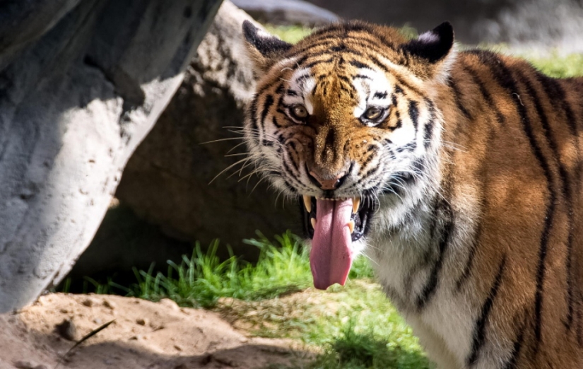 Tigers and their wild animal magnetism