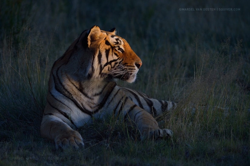 Tigers and their wild animal magnetism