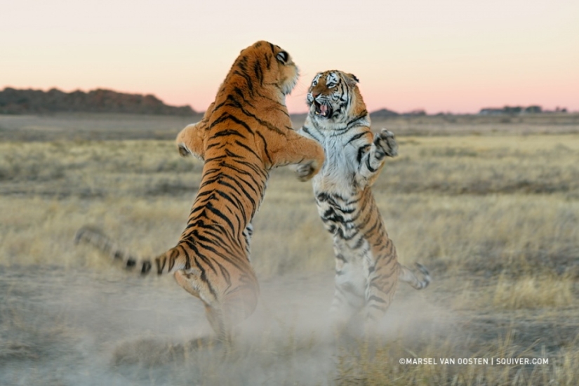 Tigers and their wild animal magnetism