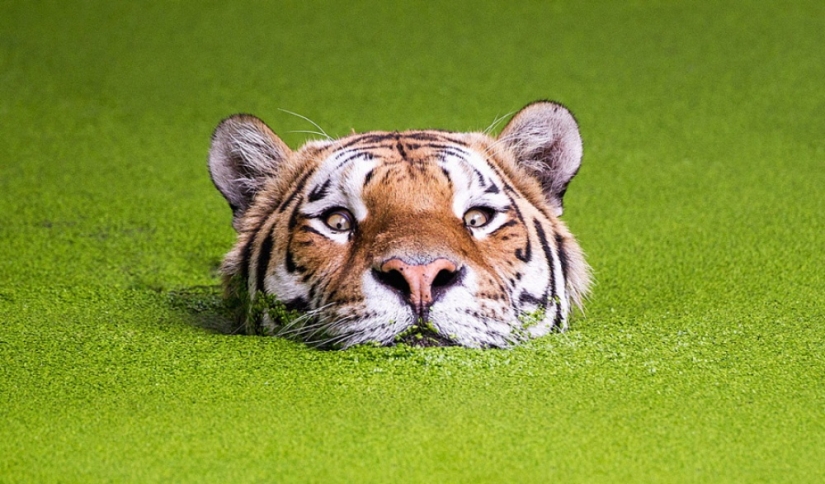 Tigers and their wild animal magnetism