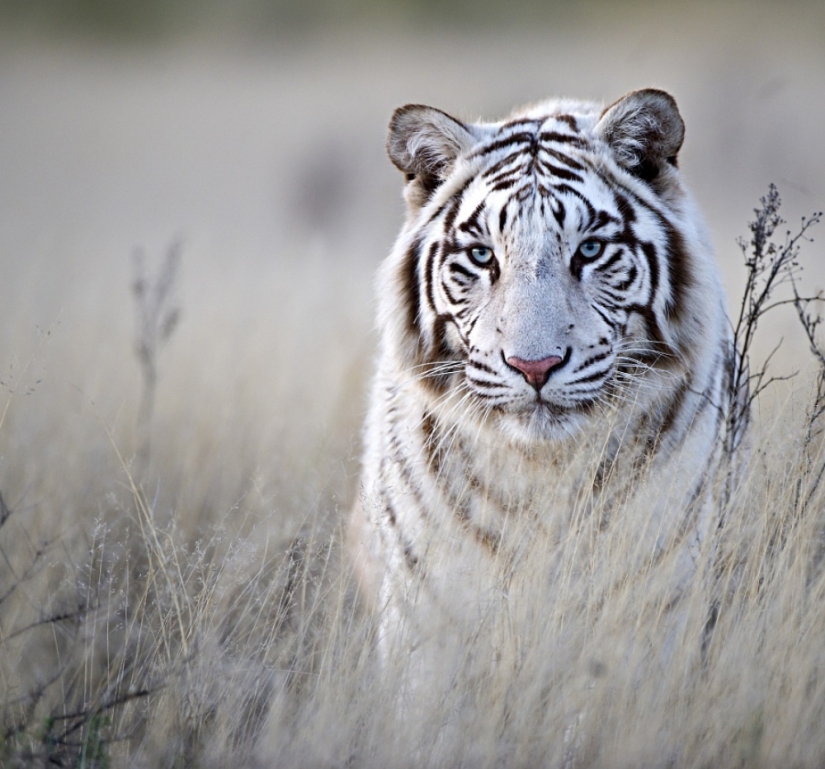 Tigers and their wild animal magnetism