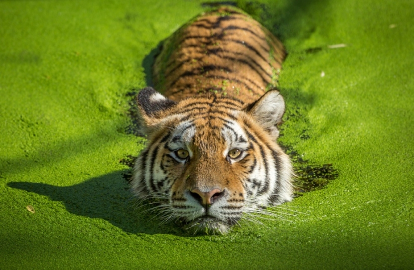 Tigers and their wild animal magnetism