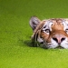 Tigers and their wild animal magnetism