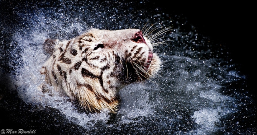 Tigers and their wild animal magnetism