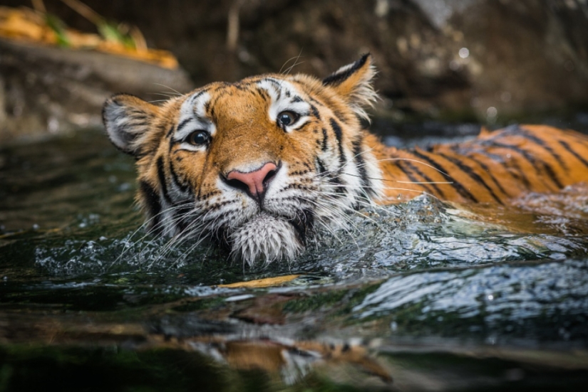 Tigers and their wild animal magnetism