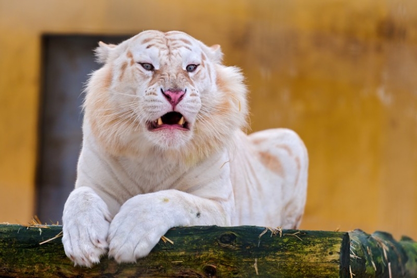 Tigres blancos