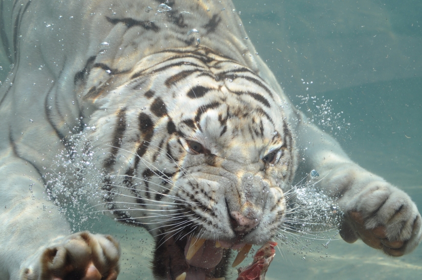 Tigres blancos