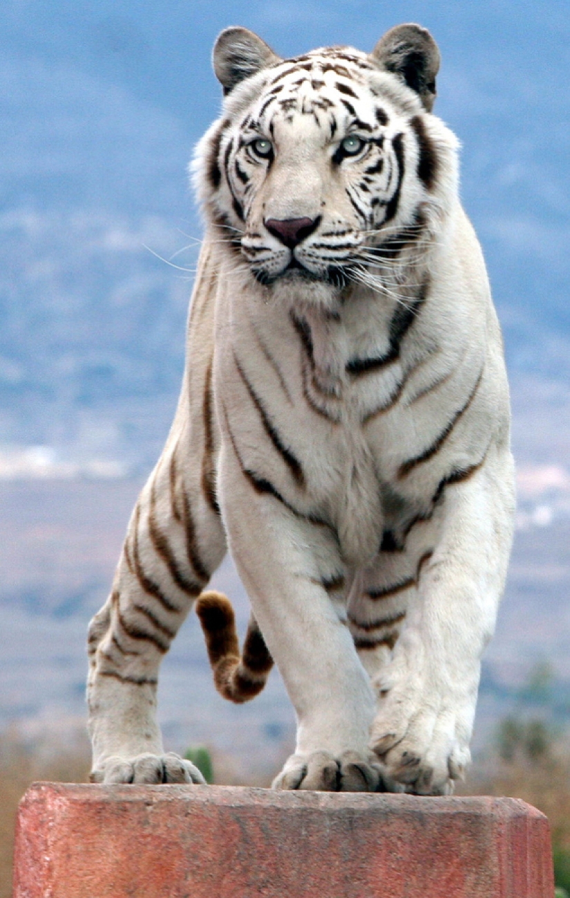 Tigres blancos