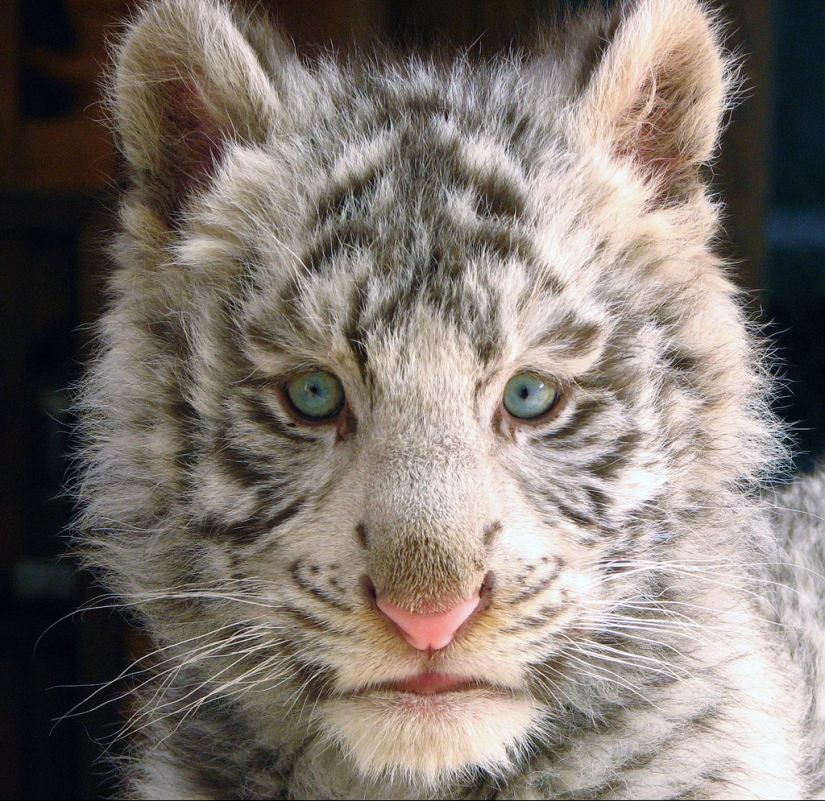 Tigres blancos