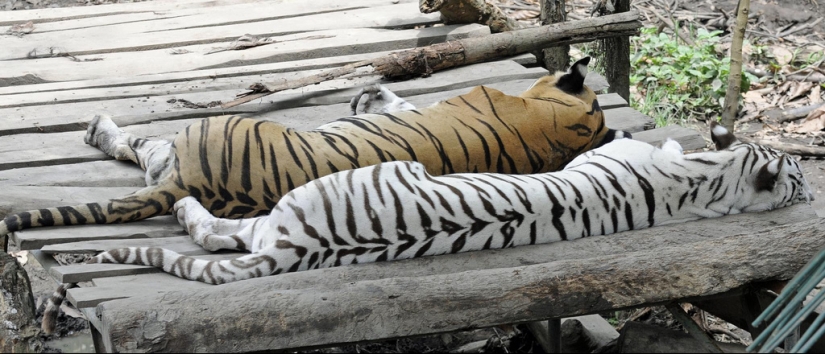 Tigres blancos