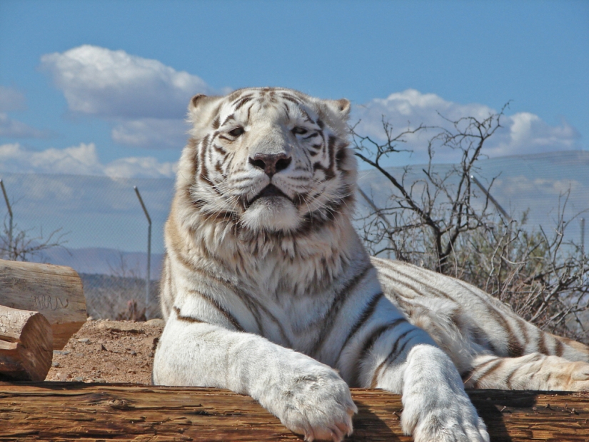 Tigres blancos