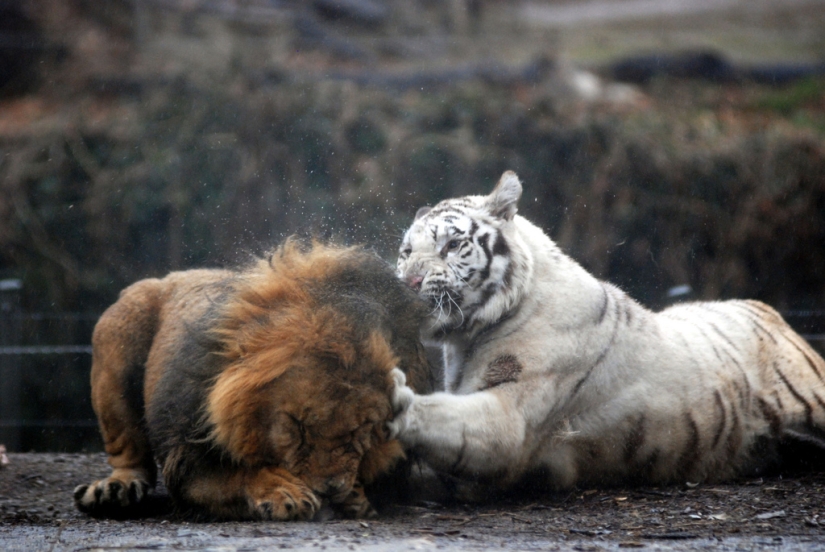 Tigres blancos