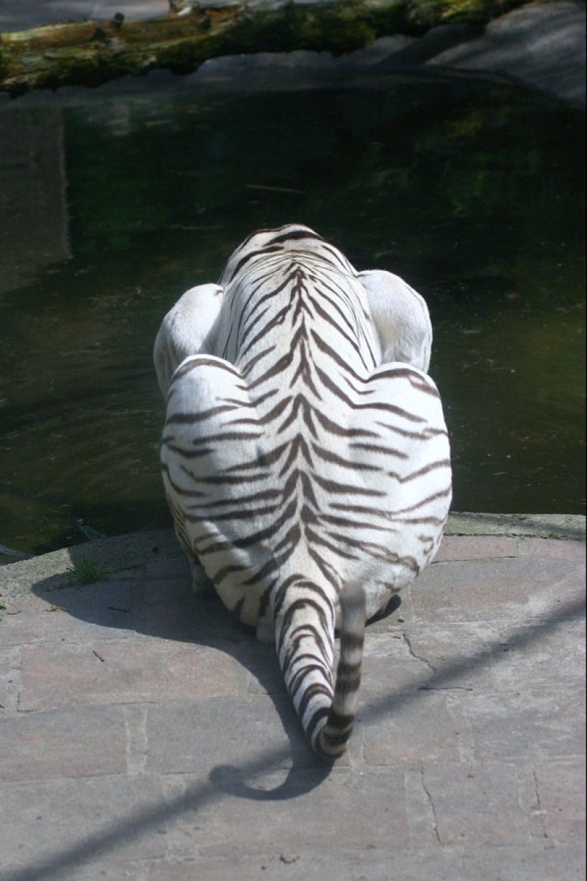 Tigres blancos