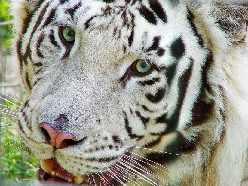 Tigres blancos