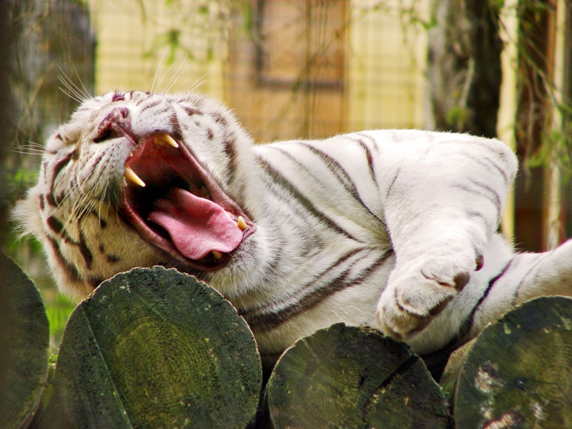 Tigres blancos