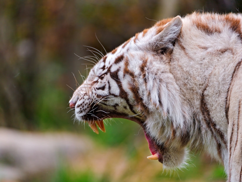 Tigres blancos