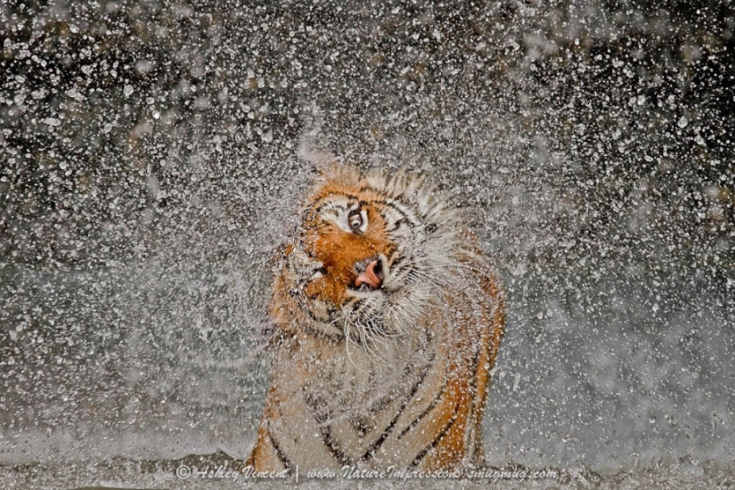 Tigres y su magnetismo animal salvaje