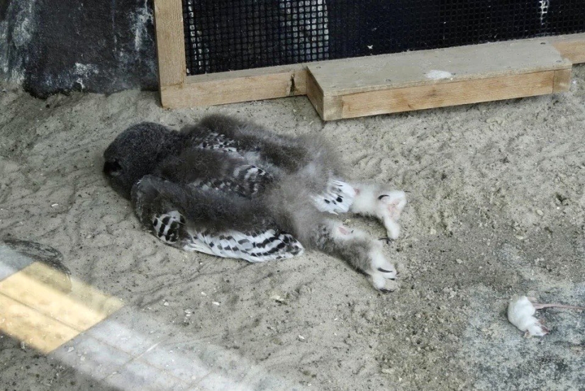 Tired owls are sleeping: it turns out that the owls are resting with their muzzle down