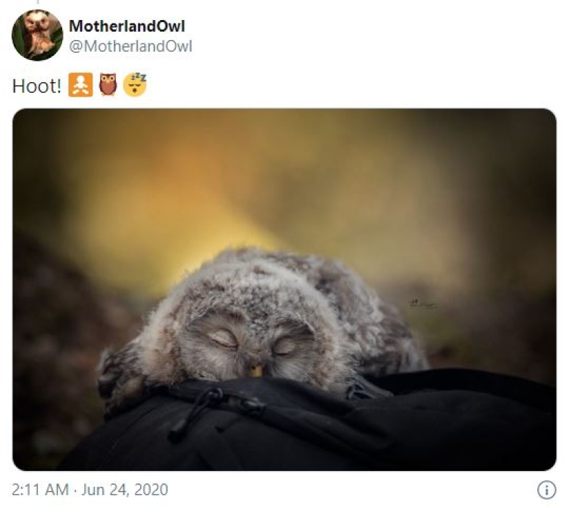 Tired owls are sleeping: it turns out that the owls are resting with their muzzle down
