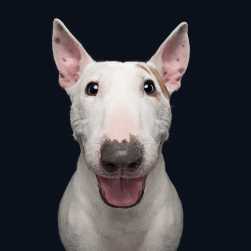 Todas las emociones en la cara: un proyecto sobre perros, el único