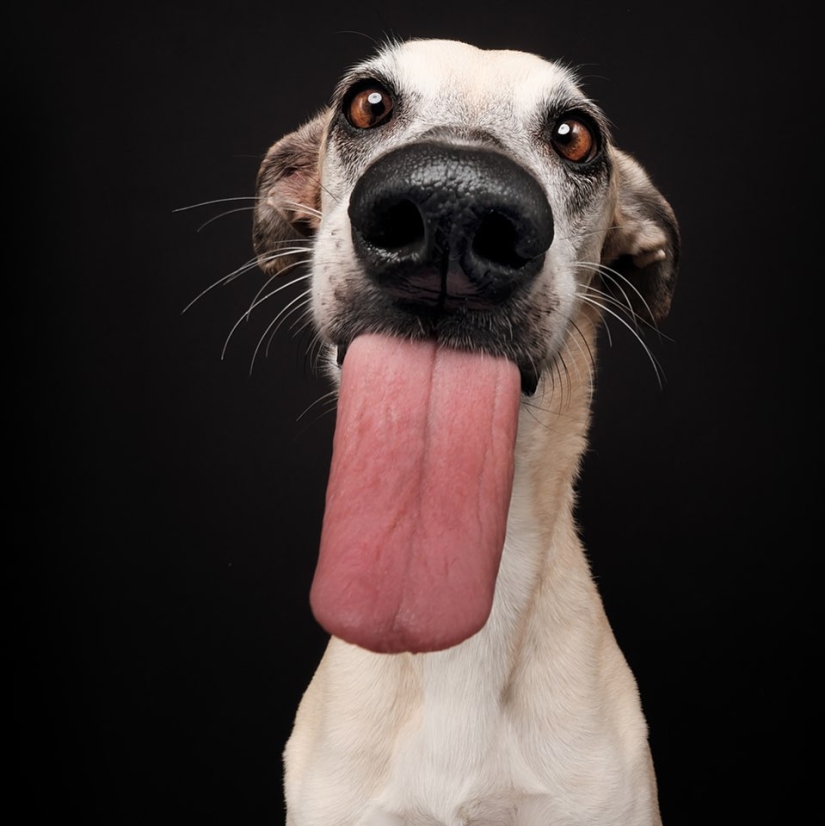 Todas las emociones en la cara: un proyecto sobre perros, el único