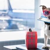 Todo lo que Necesitas Saber sobre Viajar con Animales