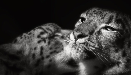 Tomé fotografías de animales mostrando cuidado y afecto entre sí.