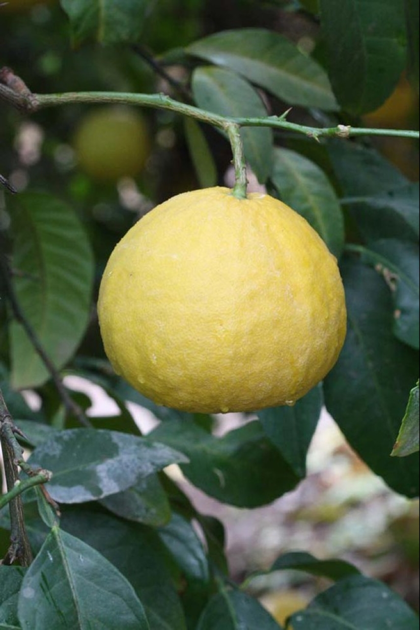 Top 10 Citrus Fruits You Probably Haven't Tried yet