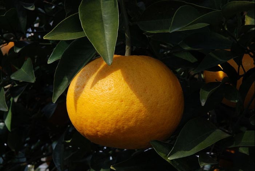 Top 10 Citrus Fruits You Probably Haven't Tried yet