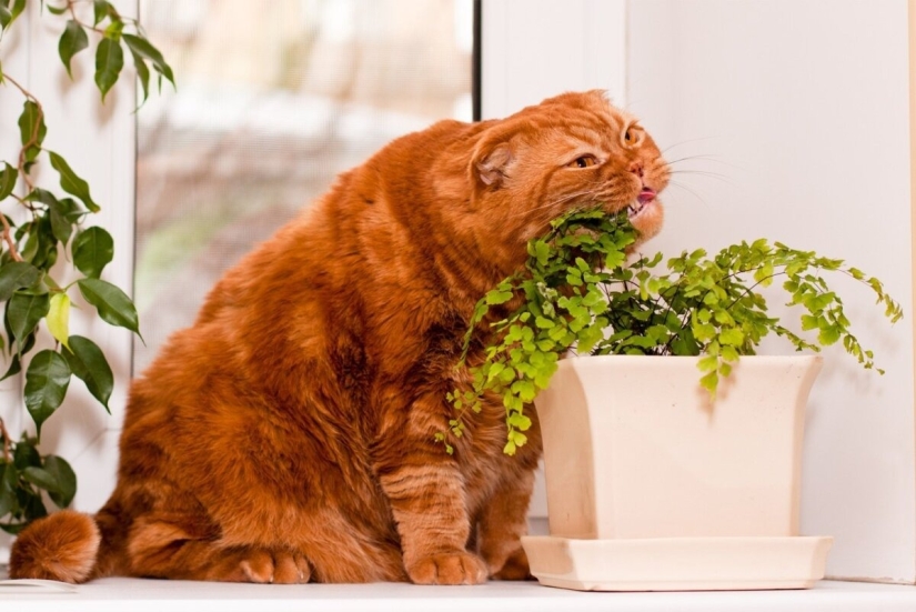 Top 10 dangerous plants for pets