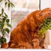 Top 10 dangerous plants for pets