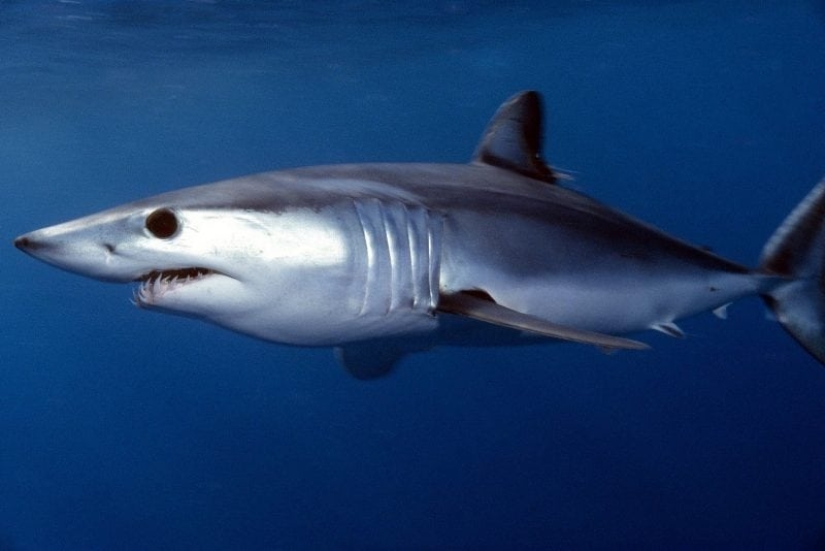 Top 10 largest sharks in the world