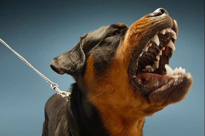 Top 10 Most Dangerous Dog Breeds In the World