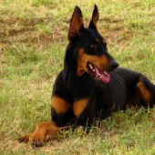 Top 10 Most Dangerous Dog Breeds In the World