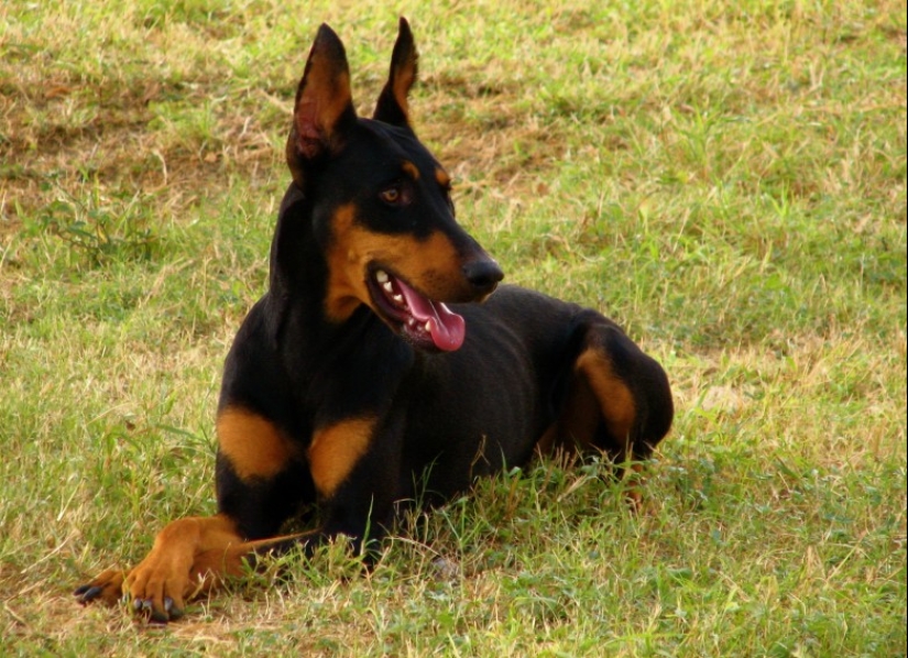 Top 10 Most Dangerous Dog Breeds In the World