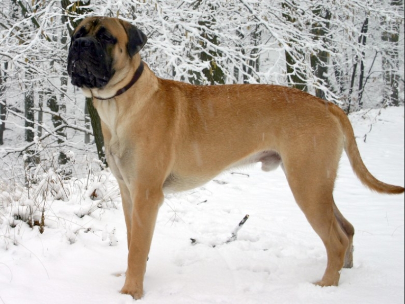 Top 10 Most Dangerous Dog Breeds In the World