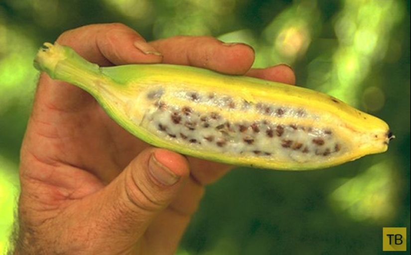 Top 10 Most rare and unusual varieties of bananas